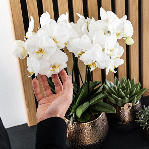 Kolibri Home | Elite pot copper - Ø12cm