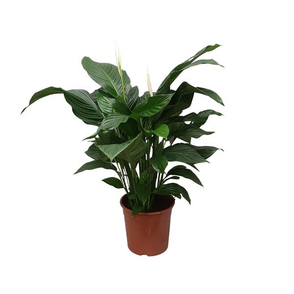 Spathiphyllum Douce Silvana - Ø24cm - ↕80cm