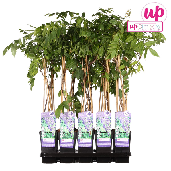 Glycine sinensis 'Prolific' - Glycine - Ø15cm - ↕65cm