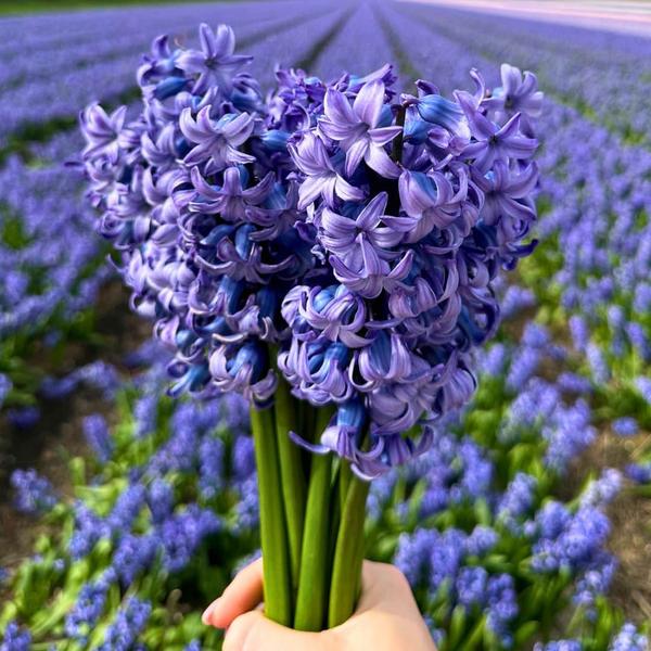 Flowerbulbs Amsterdam - Medium Holland Mix - Sachet de valeur durable, 50 bulbes de fleurs pour 1 m2 de splendeur florale - Taille 12+