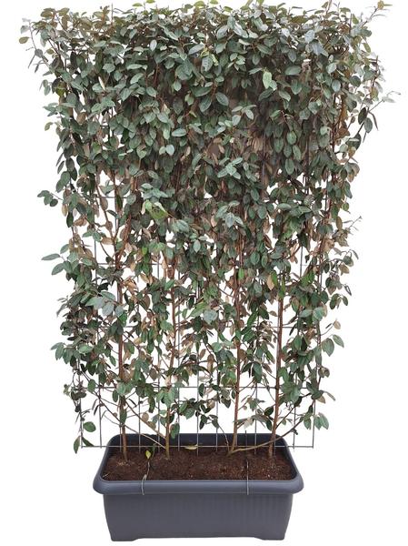 Elaeagnus ebbingei - Haie prête à l'emploi - 120 x 180 cm - 1 pce