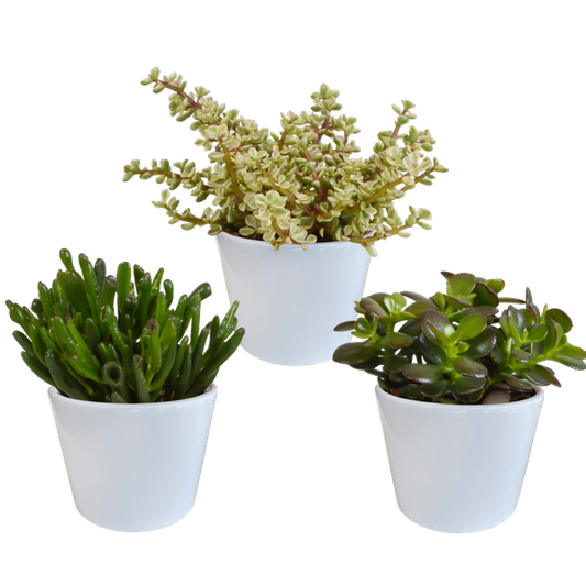 Mélange Crassula 10,5 cm - 3x - en pot blanc