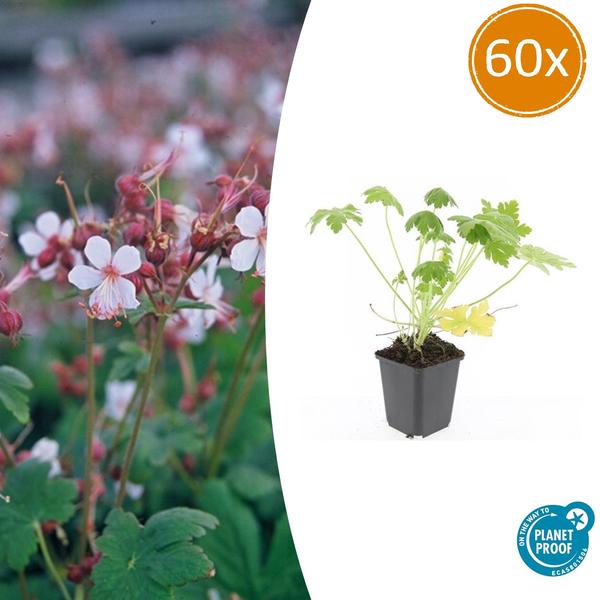 Geranium macr. 'Spessart' - ↕10-25cm - Ø9cm - 60x