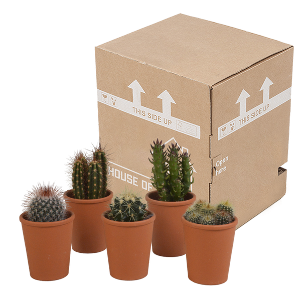 Cactus mix 5.5 cm - 5x - in terracotta pot