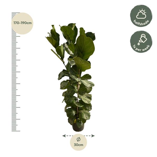 Arbuste Ficus Lyrata - 170 cm - Ø30