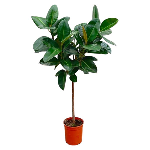 Ficus Elastica Robusta op stam - 110 cm - ø24