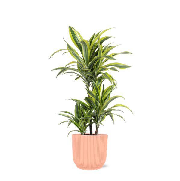 Dracaena Citron Lime Ø21cm - ↕65cm en pot Vibes ROSE