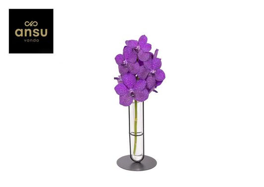 Vanda Vazenda Industriel Tayanee Bleu - Ø10cm - ↕50cm