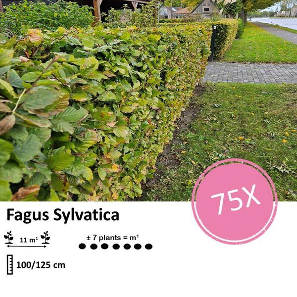 Fagus sylvatica - Racine nue - 100/125 - 75x