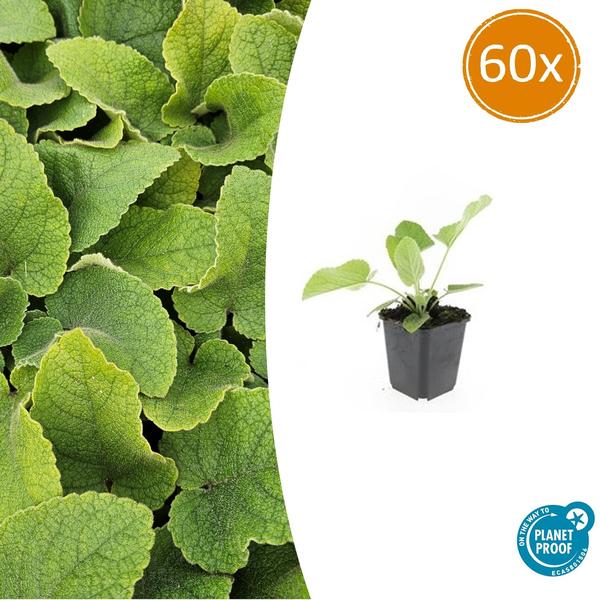 Phlomis russeliana - ↕10-25cm - Ø9cm - 60x