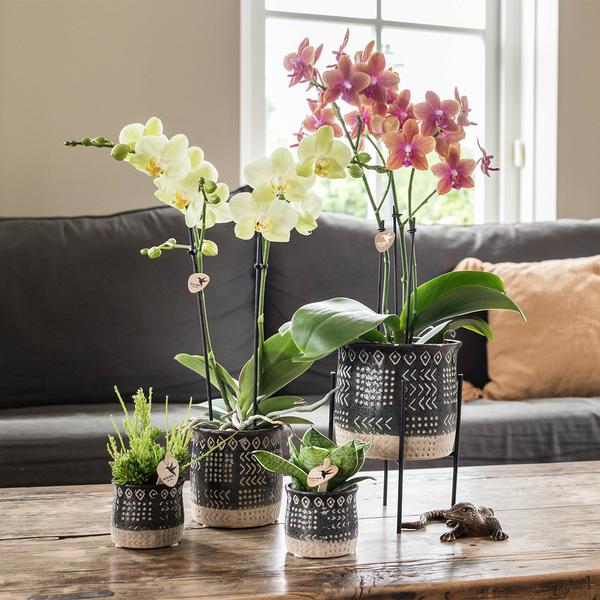 Maison Colibri | Support à plantes - Réhausse à plantes en métal noir Ø12cm