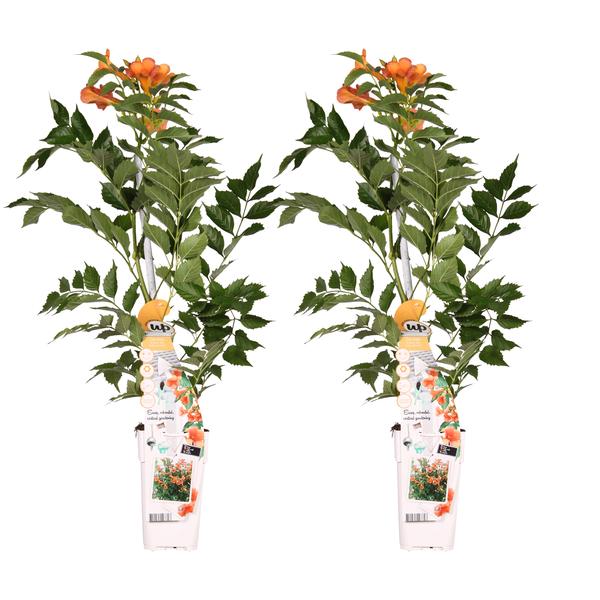 2x - Campsis 'Été Indien' - ↨65cm - Ø15