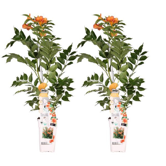 2x - Campsis 'Été Indien' - ↨65cm - Ø15