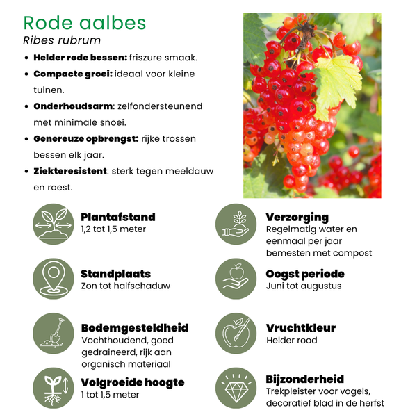 "Fruit oasis" BIO Mélange de plantes fruitières ensemble de 5 types différents