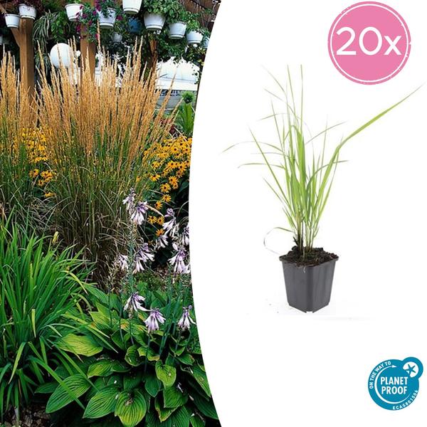 Calamagrostis acut. 'Karl Foerster' - ↕10-25cm - Ø9cm - 20x