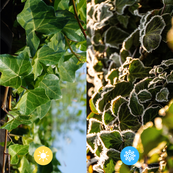 Hedera Hibernica - Lierre - Collé - ↨125 - 150 cm