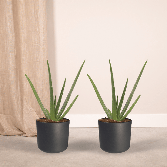 2x Aloe vera - Succulente - 40cm - ø12