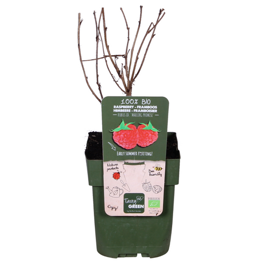 Rubus idaeus 'Malling Promise' - Framboise - Ø13cm - ↕45cm