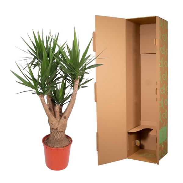 Yucca Elephantipes ramifié - 160 cm - ø34