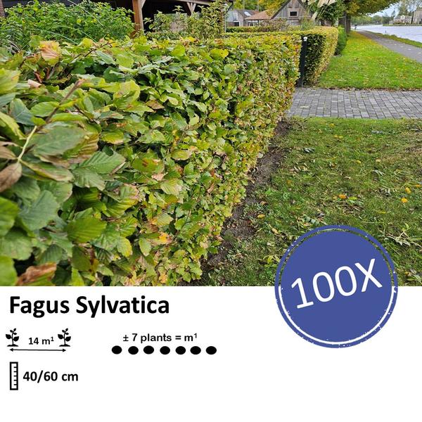 Fagus sylvatica - Racine nue - 40/60 - 100x