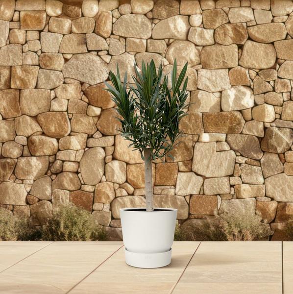 Nerium Oleander op stam met roze bloem - 110cm - Ø22
