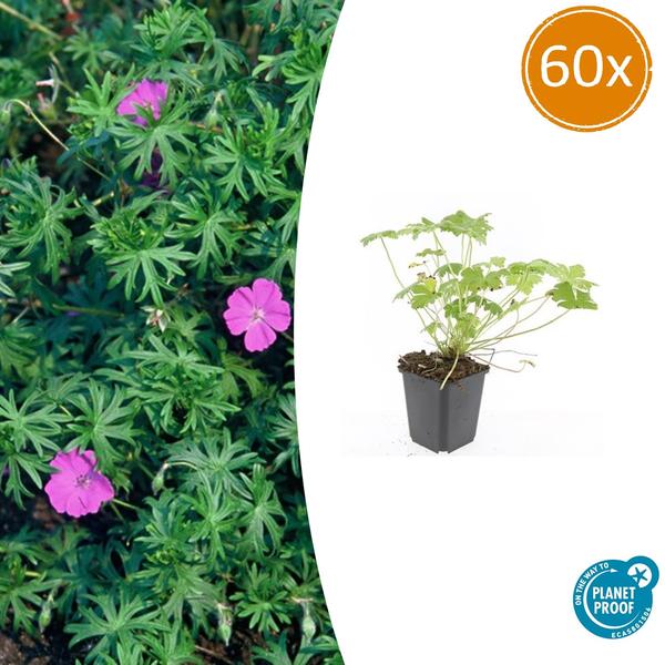 Geranium 'Tiny Monster' - ↕10-25cm - Ø9cm - 60x