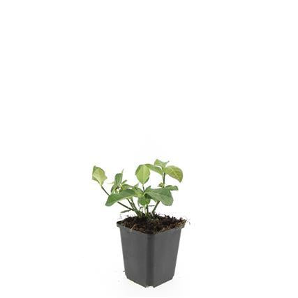 Euonymus fort. 'Dart's Blanket' - ↕10-25cm - Ø9cm - 60x