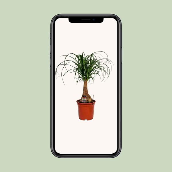 Beaucarnea Nolina - Ø19cm - ↕60cm