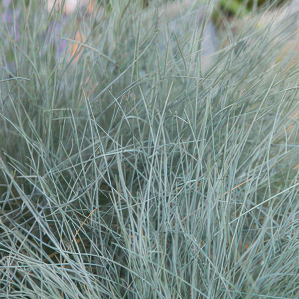 Festuca glauca 'Elijah Bleu' - ↕10-25cm - Ø9cm - 6x