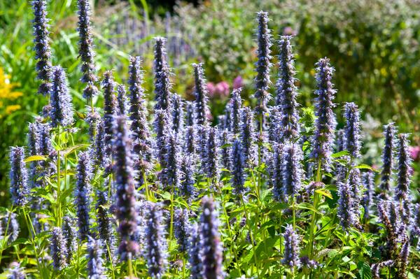 Agastache 'Black Adder' - ↕10-25cm - Ø9cm - 60x