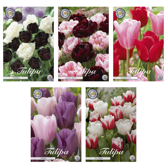 Tulipa - Mélange de bulbes à fleurs (6) - 5 variétés - 50 bulbes