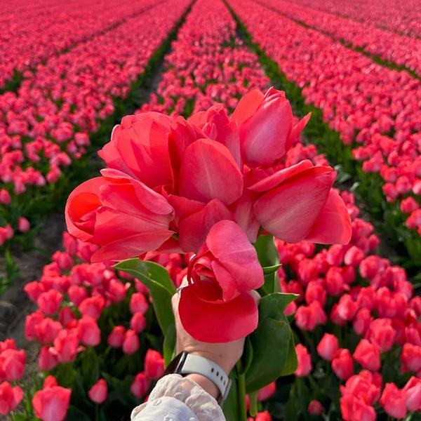 Flowerbulbs Amsterdam - Medium Holland Mix - Sachet de valeur durable, 50 bulbes de fleurs pour 1 m2 de splendeur florale - Taille 12+