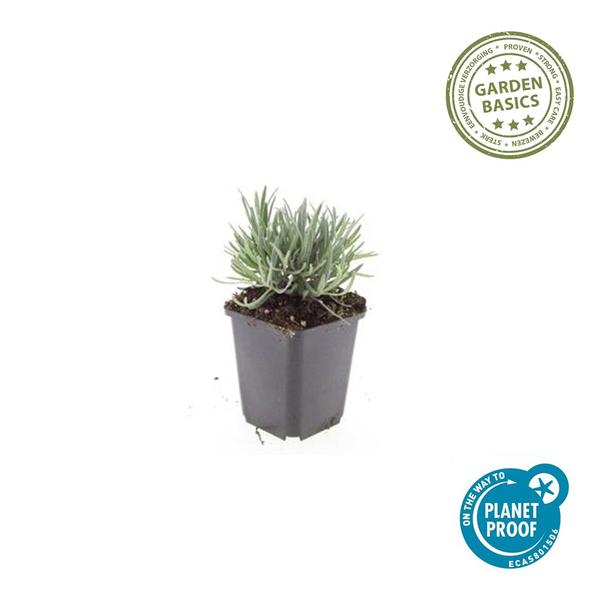 Lavande int. 'Edelweiss' - ↕10-25cm - Ø9cm - 6x