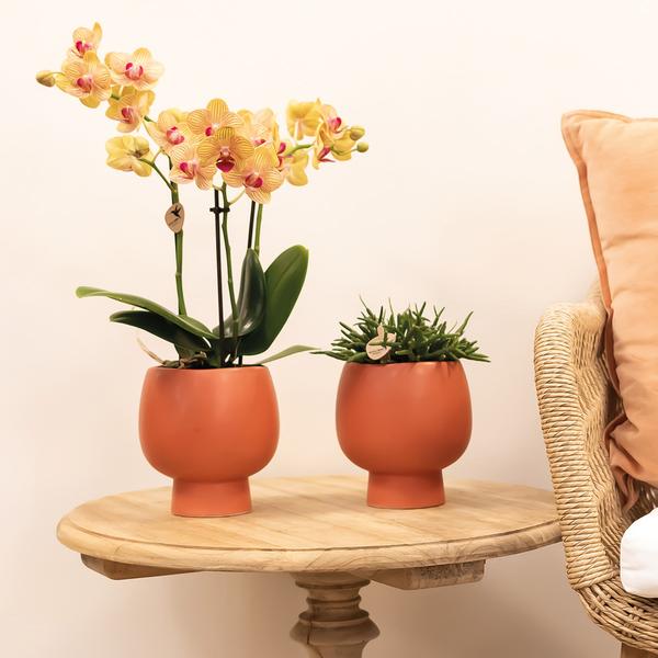 Orchidées colibris | pot pour orchidée Phalaenopsis orange taille Ø9cm | Jamaïque | plante d'intérieur à fleurs - fraîchement sortie du producteur