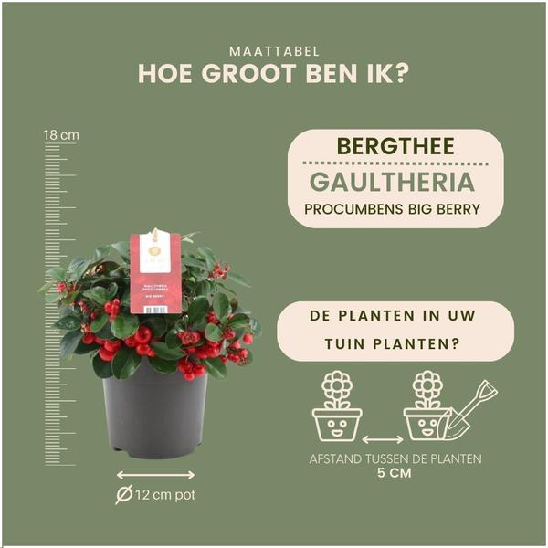 6x Gaultheria procumbens 'Big Berry' | 12 cm Ø | 15-20 cm ↕