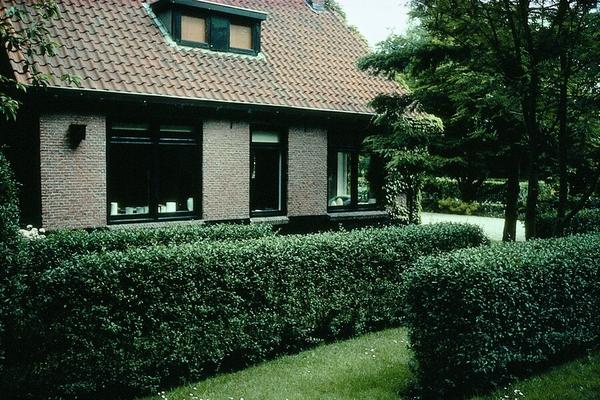Ligustrum Ovalifolium - Racine nue - 100/120 - 75x