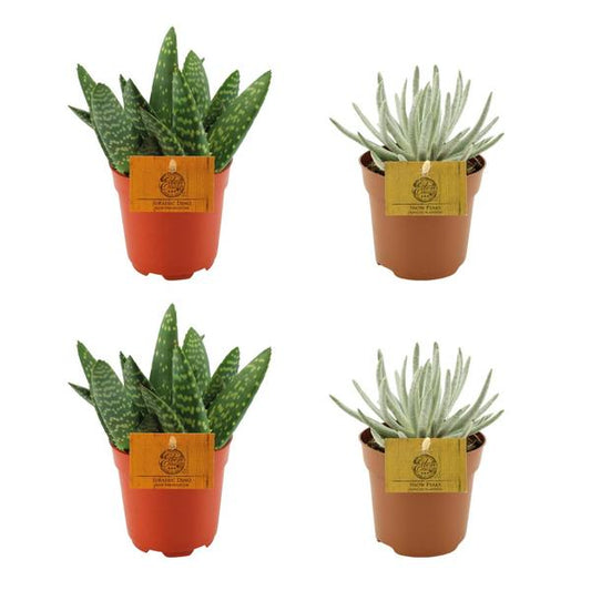 2x Aloe Paradisicum + 2x Senecio Scaposus - 4 pièces - Ø10,5cm - ↕10cm