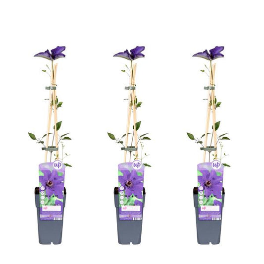 3x - Clématite Le Président - ↨65cm - Ø15