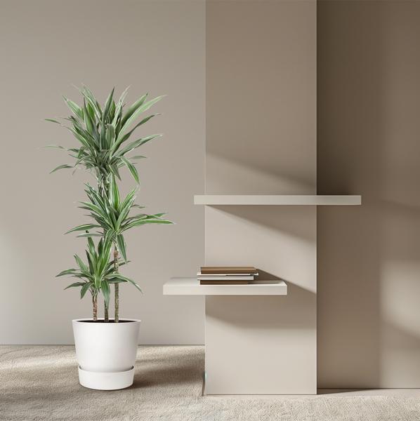 Dracaena Warneckei - 140 cm - ø27