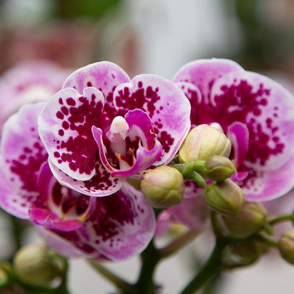 Orchidées colibris | Orchidée phalaenopsis violet rose - Salvador - taille du pot Ø9cm | plante d'intérieur à fleurs - fraîchement sortie du producteur