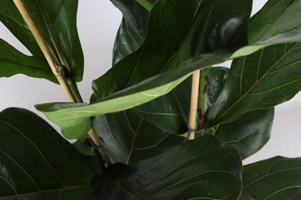Ficus Lyrata - Ø24cm - ↕120cm en pot Boule ANTHRACITE