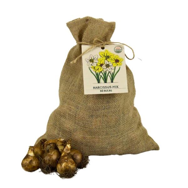 Flowerbulbs Amsterdam - Medium Narcissus Mix - Sachet de valeur durable, 50 bulbes de fleurs pour 1 m2 de splendeur florale - Taille 12/14