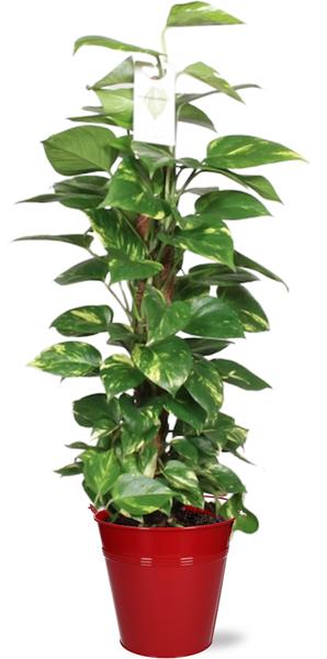 Epipremnum Aureum Mosstok - Ø19cm - ↕80cm + Emmer D20x18,5cm - Rood