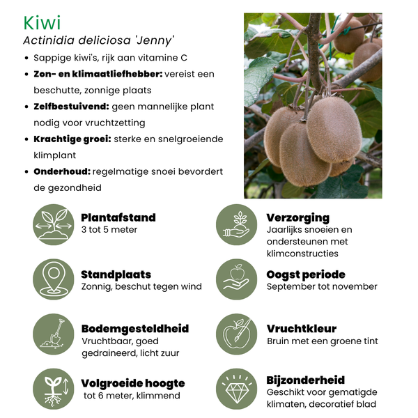 "Fruits d'été" BIO Mélange de plantes fruitières lot de 4 types différents