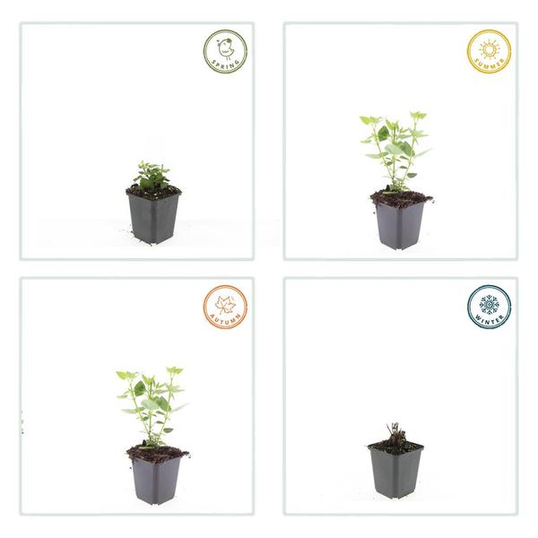 Agastache 'Blue Fortune' - ↕10-25cm - Ø9cm - 60x
