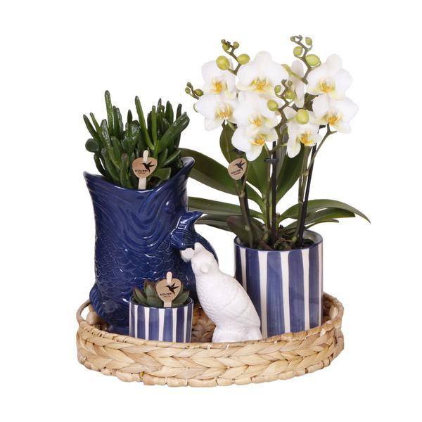 Compagnie des Colibris | Ensemble de plantes Coucher de soleil méditerranéen | Orchidée Phalaenopsis blanche Lausanne et plantes succulentes avec pots décoratifs en céramique