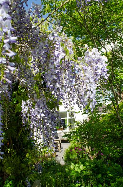 2x Glycine sinensis 'Caroline' - ↨65cm - Ø15