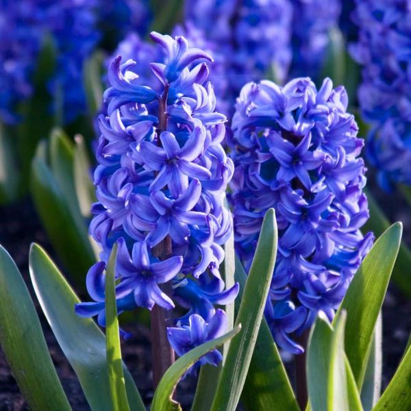 Bulbes à fleurs Amsterdam - Bleu de Delft - 10 bulbes à fleurs - Taille 14/15