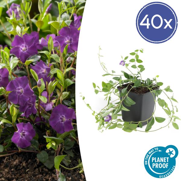 Vinca mineure 'Atropurpurea', - ↕10-25cm - Ø9cm - 40x