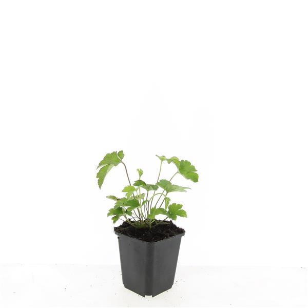 Anemone tom. 'Robustissima' - ↕10-25cm - Ø9cm - 60x